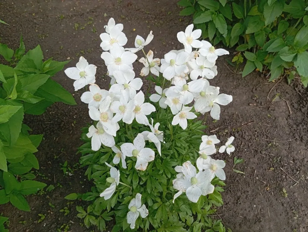 🌸Наша школа цветет и пахнет!🌼  Благодаря работе школьной трудовой бригады и труду наших ответственны