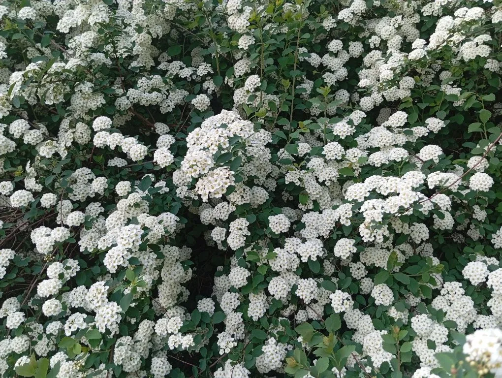 🌸Наша школа цветет и пахнет!🌼  Благодаря работе школьной трудовой бригады и труду наших ответственны