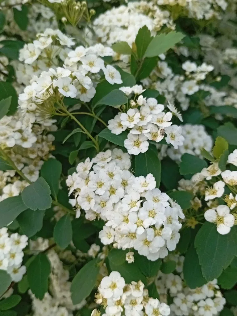 🌸Наша школа цветет и пахнет!🌼  Благодаря работе школьной трудовой бригады и труду наших ответственны
