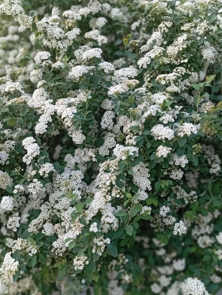 🌸Наша школа цветет и пахнет!🌼  Благодаря работе школьной трудовой бригады и труду наших ответственны