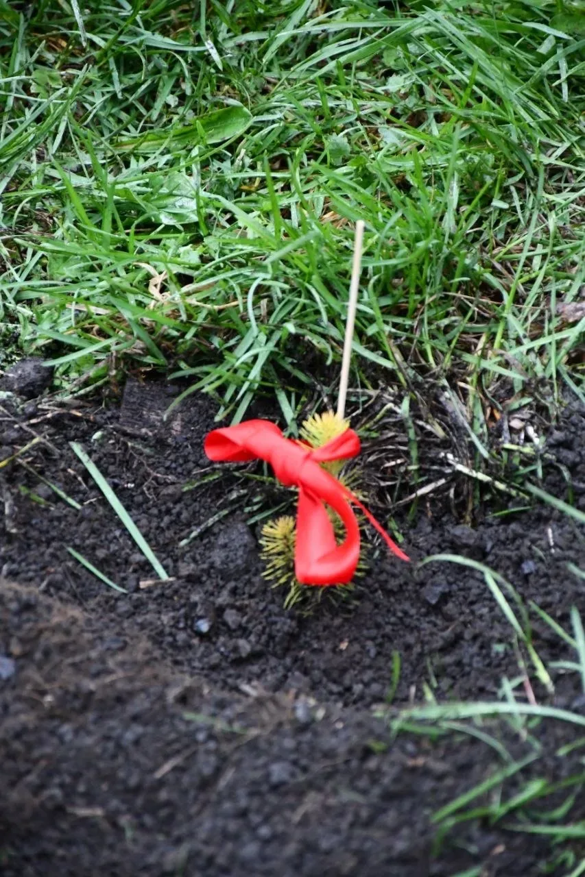 🌳Сегодня учащиеся нашего лицея совместно с воспитанниками детского сада №261 «Истоки» приняли участи