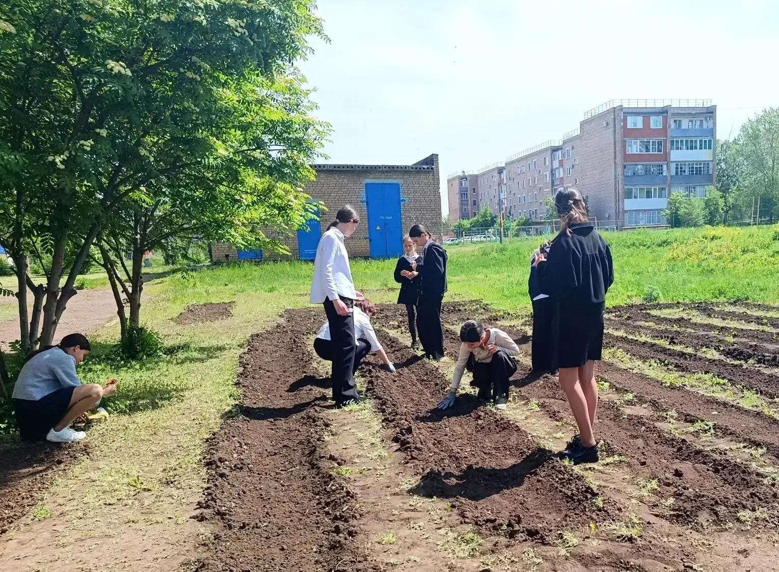 🌱 От теории к практике: будни 7 «В» на школьном участке!  Сегодня урок биологии у ребят из 7 «В» про