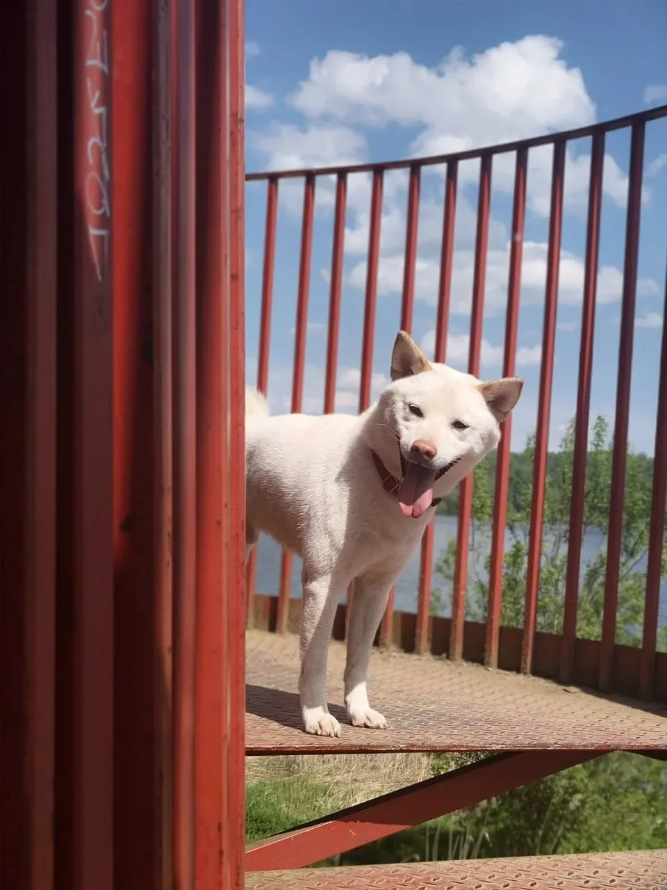 Вот такие путешественники по нашему округу гуляют🐕   Пёс Цезарь отметился на разных локациях озера. 