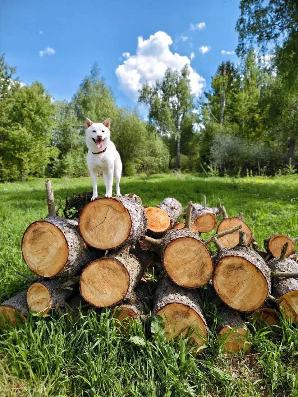Вот такие путешественники по нашему округу гуляют🐕   Пёс Цезарь отметился на разных локациях озера. 