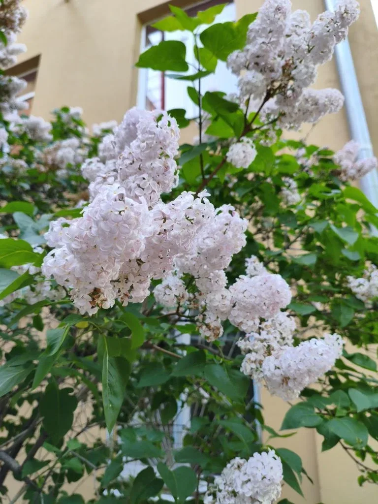 Красота школьного двора 🌺💚