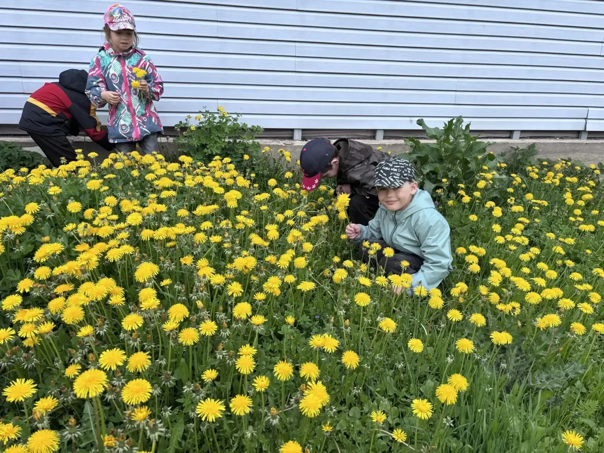 🌼 День одуванчика в ЦРР - детский сад № 15! 🌼  13 мая во Всемирный день  одуванчика в нашем детском 
