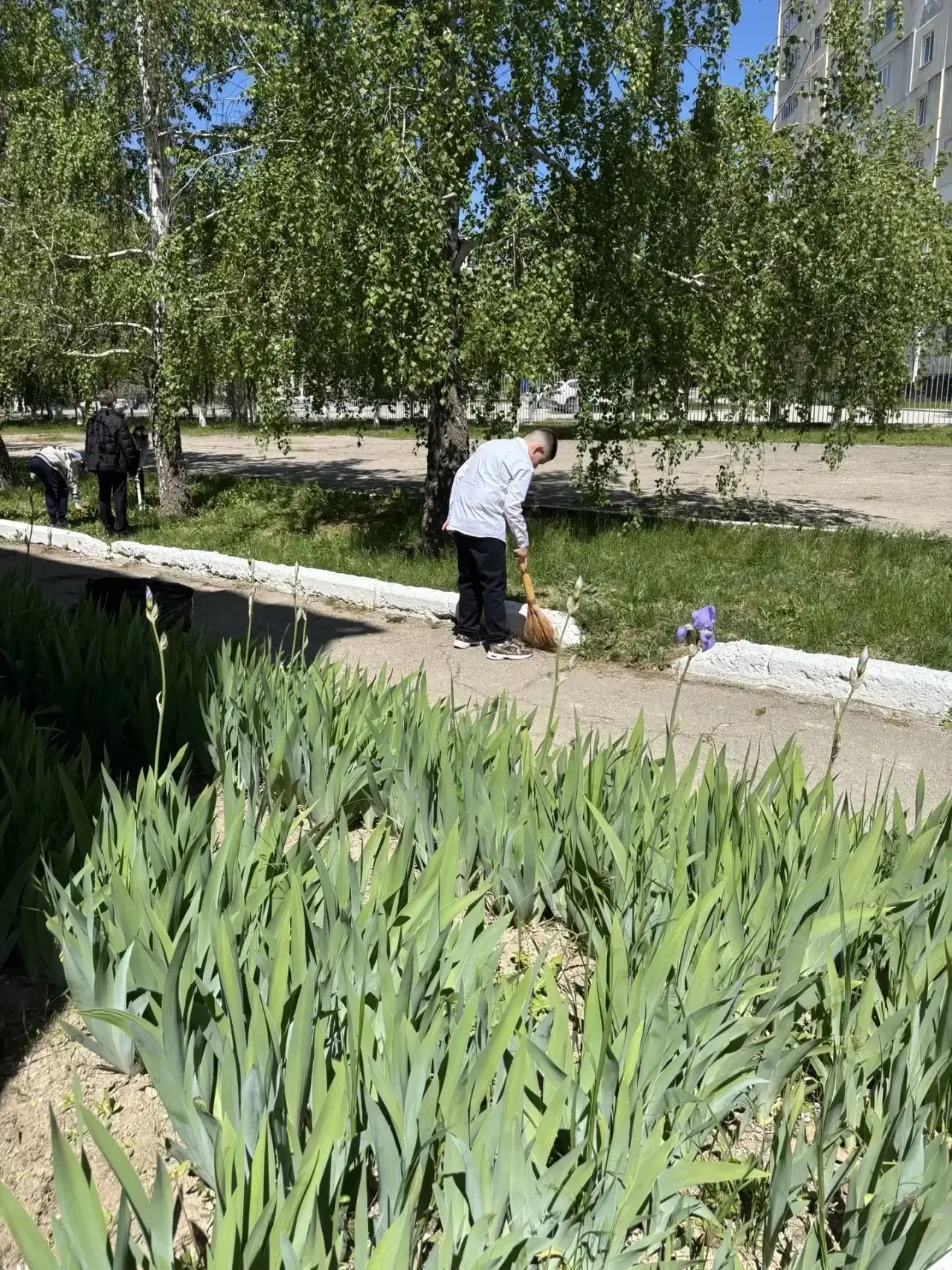 🌳УБОРКА ПРИШКОЛЬНОЙ ТЕРРИТОРИИ 🌳  🌳5-Б Курчатовский класс привели в порядок пришкольный участок: обн