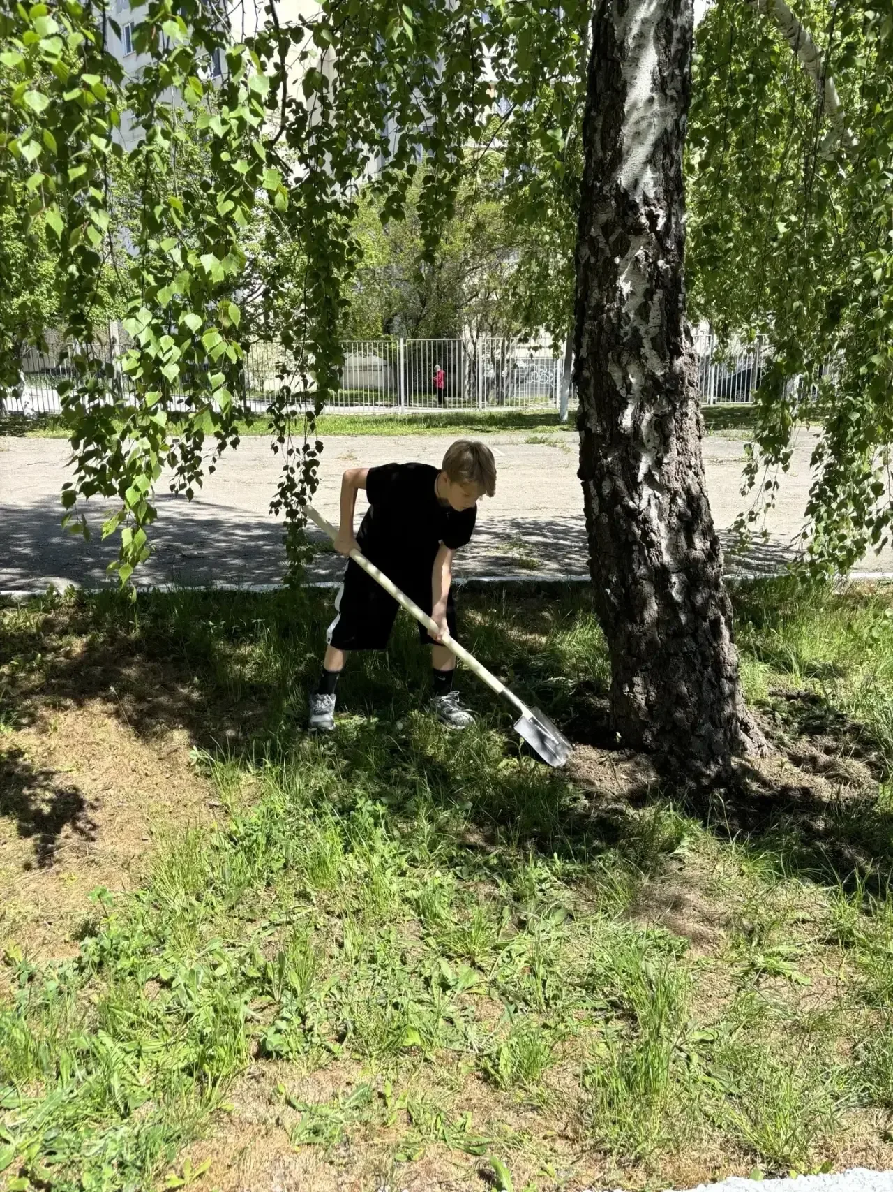 🌳УБОРКА ПРИШКОЛЬНОЙ ТЕРРИТОРИИ 🌳  🌳5-Б Курчатовский класс привели в порядок пришкольный участок: обн