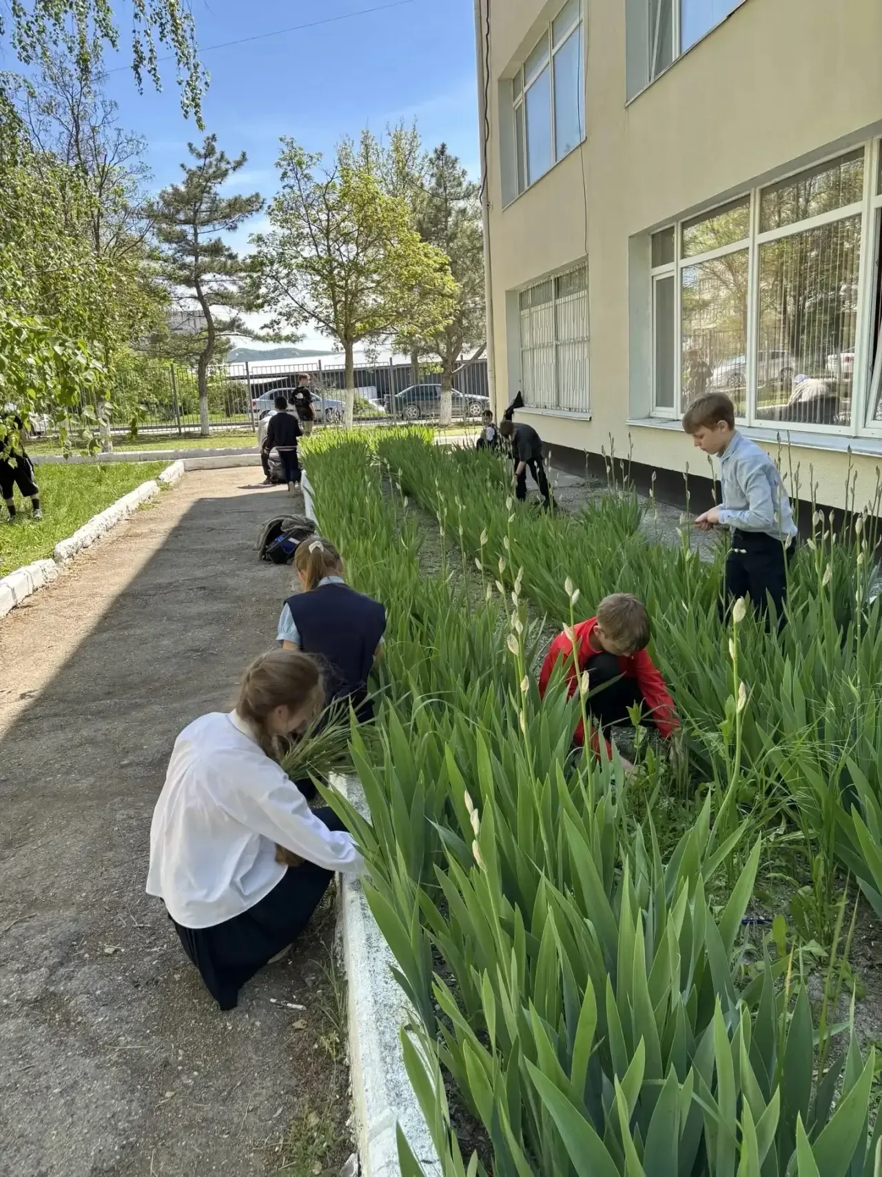 🌳УБОРКА ПРИШКОЛЬНОЙ ТЕРРИТОРИИ 🌳  🌳5-Б Курчатовский класс привели в порядок пришкольный участок: обн