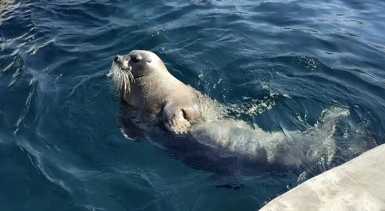 Сейчас увидел в воде второго морского зайца.  Он повторял все мои движения. Подозрительно синхронный