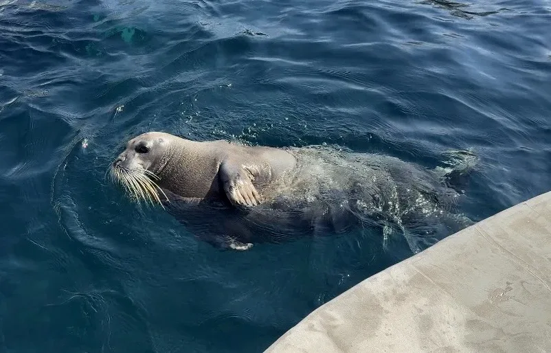 Сейчас увидел в воде второго морского зайца.  Он повторял все мои движения. Подозрительно синхронный