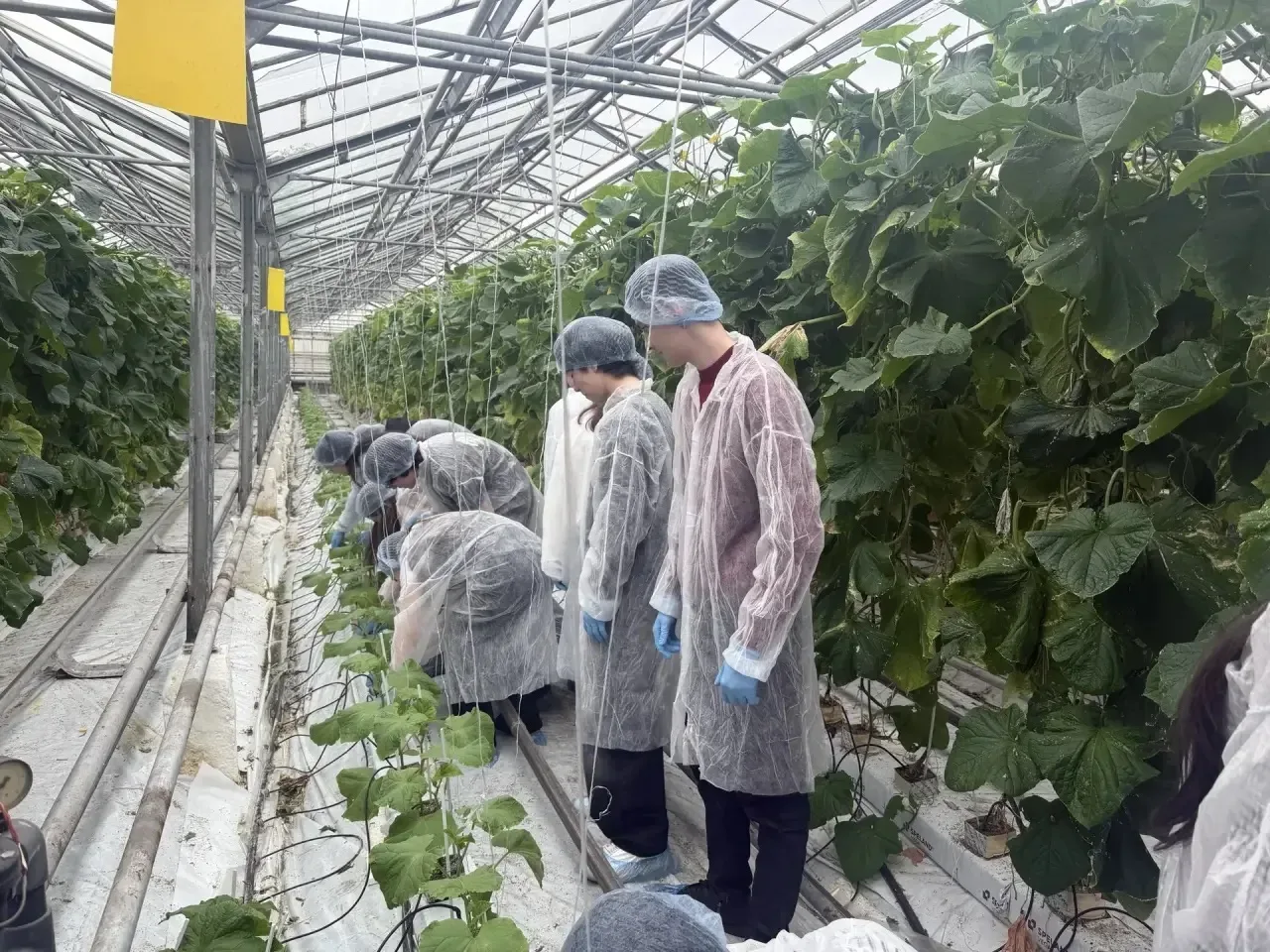 🌱В рамках сетевого взаимодействия ученики 10.3 и 7 «А» агротехнологических классов посетили практиче