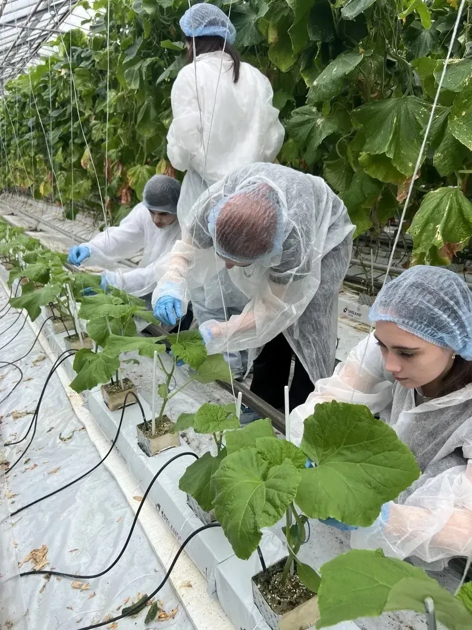 🌱В рамках сетевого взаимодействия ученики 10.3 и 7 «А» агротехнологических классов посетили практиче