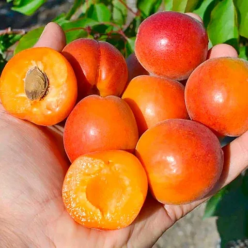 🍑 Абрикосовая волна в саду — «Абрикос колонновидный Цунами» 🌊✨  Этот абрикос будто создан для тех,