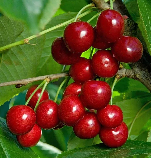 🍒 Подборка замечательных сортов черешни  🍷 «Черешня Василиса» Настоящая королева среди крупноплод