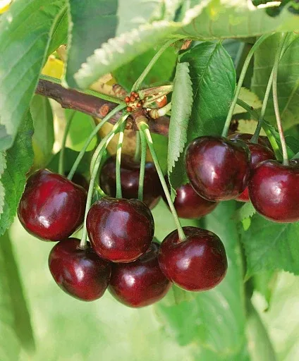 🍒 Подборка замечательных сортов черешни  🍷 «Черешня Василиса» Настоящая королева среди крупноплод