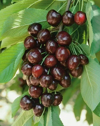 🍒 Подборка замечательных сортов черешни  🍷 «Черешня Василиса» Настоящая королева среди крупноплод
