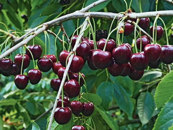 🍒 Подборка замечательных сортов черешни  🍷 «Черешня Василиса» Настоящая королева среди крупноплод