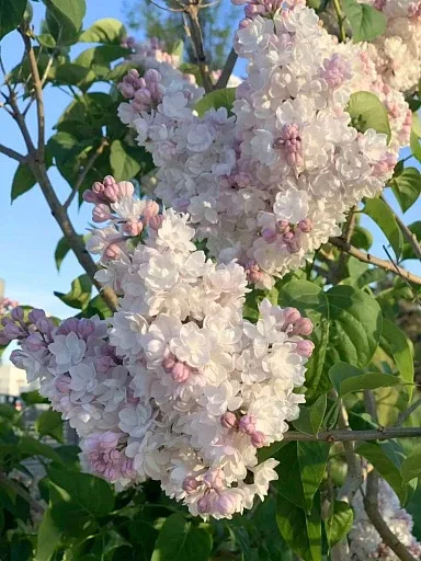 🌸 Сирень — это не просто кустарник, это настоящее весеннее наваждение! ✨  🌸 Сирень обыкновенная Кр