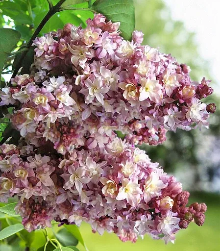 🌸 Сирень — это не просто кустарник, это настоящее весеннее наваждение! ✨  🌸 Сирень обыкновенная Кр