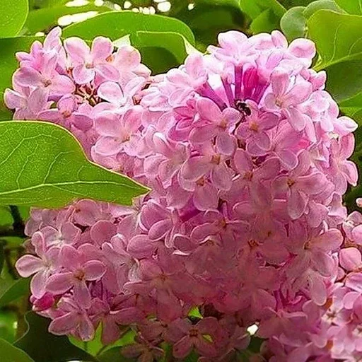 🌸 Сирень — это не просто кустарник, это настоящее весеннее наваждение! ✨  🌸 Сирень обыкновенная Кр