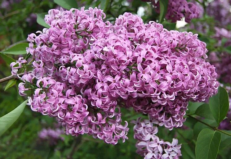 🌸 Сирень — это не просто кустарник, это настоящее весеннее наваждение! ✨  🌸 Сирень обыкновенная Кр