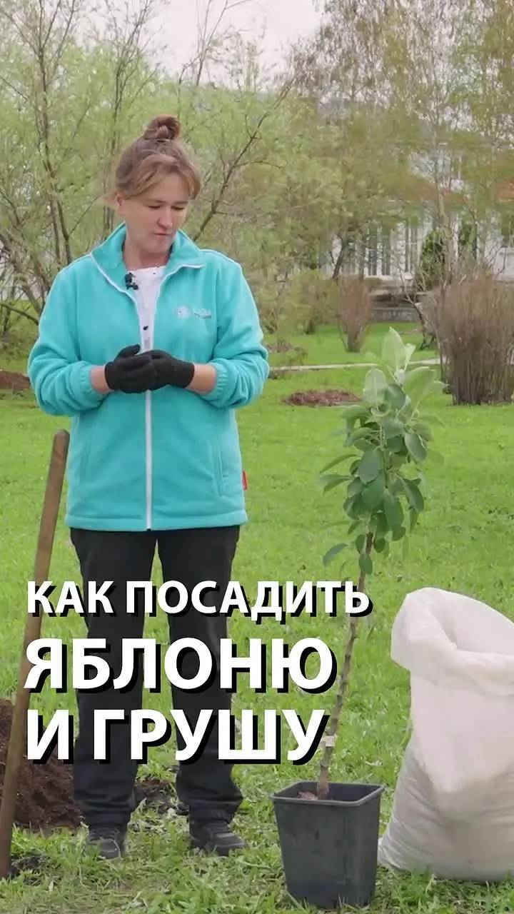 🍎🍐 Яблоня и груша — база вашего сада. Высаживаем ПРАВИЛЬНО!  Вчера высаживали косточковые. Сегодня —