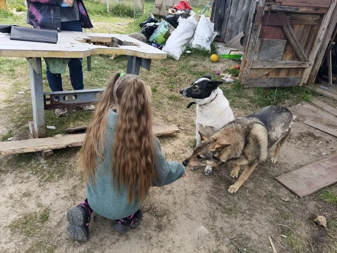 🐈🐕Поможем братьям нашим меньшим.  🐕В минувшие выходные учащиеся 4 А класса ( классный руководитель Т