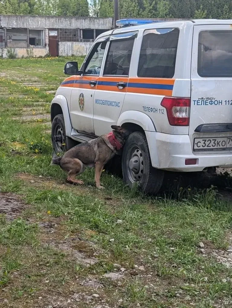🦮 На страже безопасности: кинологи провели тренировку с четвероногими напарниками ⬇️  📍 В округе #Ст