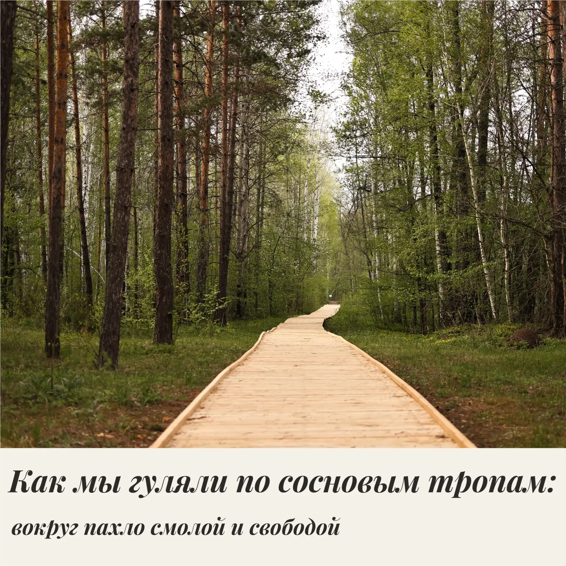Иногда лучшая инвестиция это не вещи, а воспоминания.  Выходные в Домвбору: сосновый лес, велосипеды
