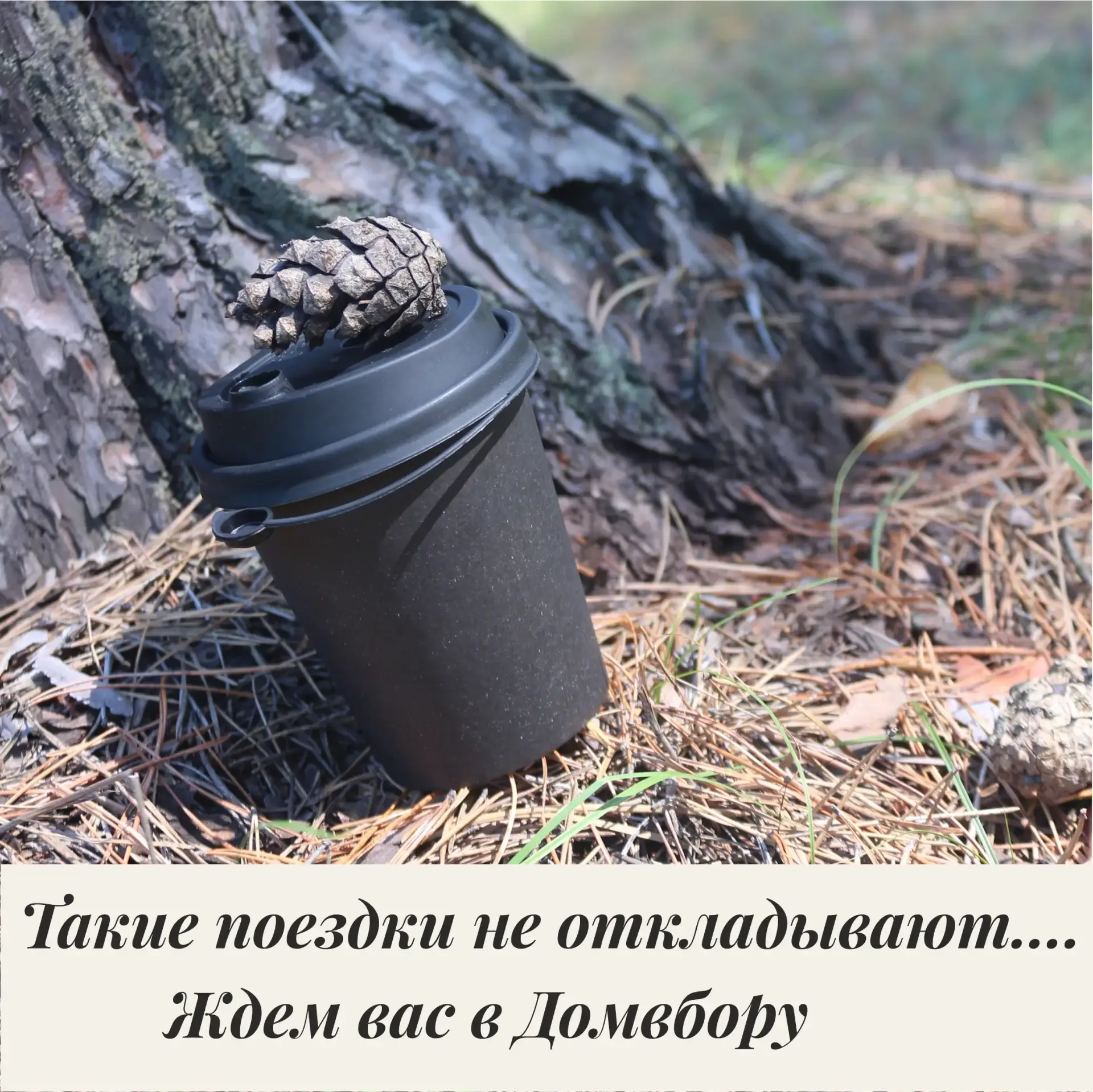 Иногда лучшая инвестиция это не вещи, а воспоминания.  Выходные в Домвбору: сосновый лес, велосипеды