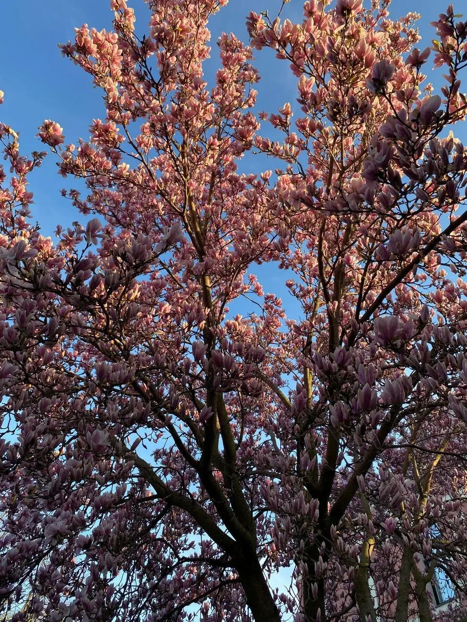 🌸🌷💐 Ждём возвращения тёплой и цветущей весны на КМВ  Фото прямиком из Ессентуков  Ставьте ❤️, если т