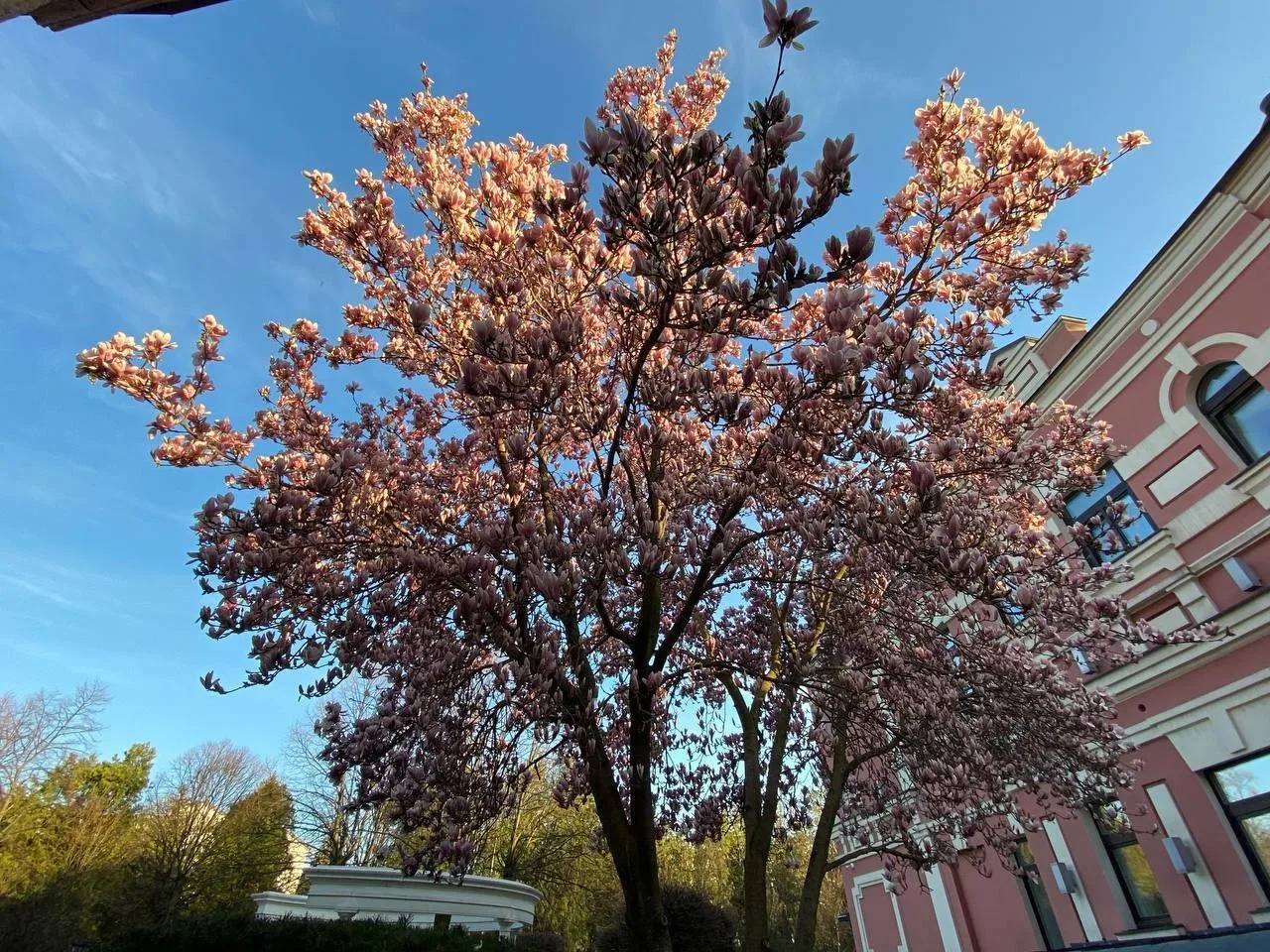 🌸🌷💐 Ждём возвращения тёплой и цветущей весны на КМВ  Фото прямиком из Ессентуков  Ставьте ❤️, если т
