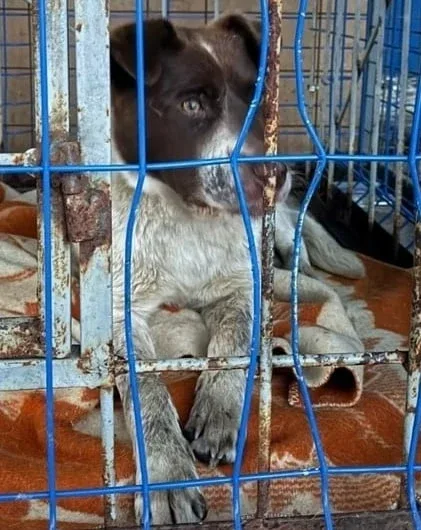 В Озерске на улице Гаражной бешеная собака укусила сотрудника приюта. Пострадавший находится под наб