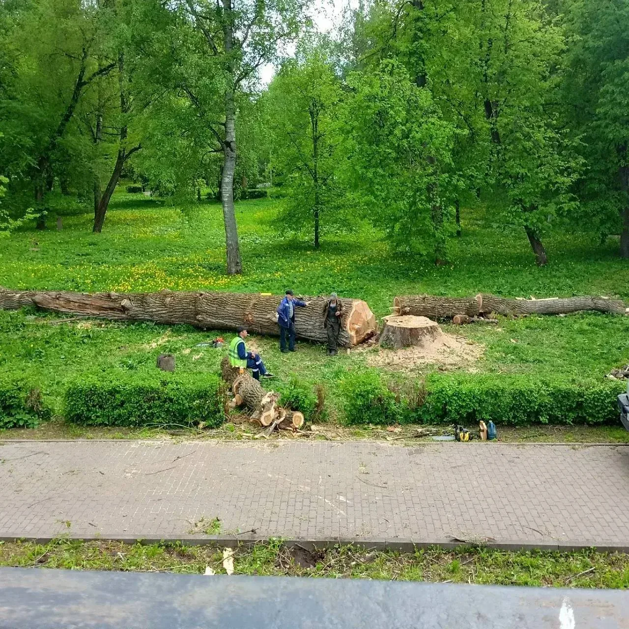 На набережной в Великих Луках спилили дерево: горожане спорят в соцсетях  Фотографии в городских паб