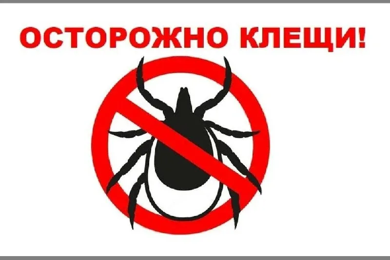 🕷 В Великих Луках выявлены клещи, заражённые опасной инфекцией  За неделю было исследовано 105 клеще