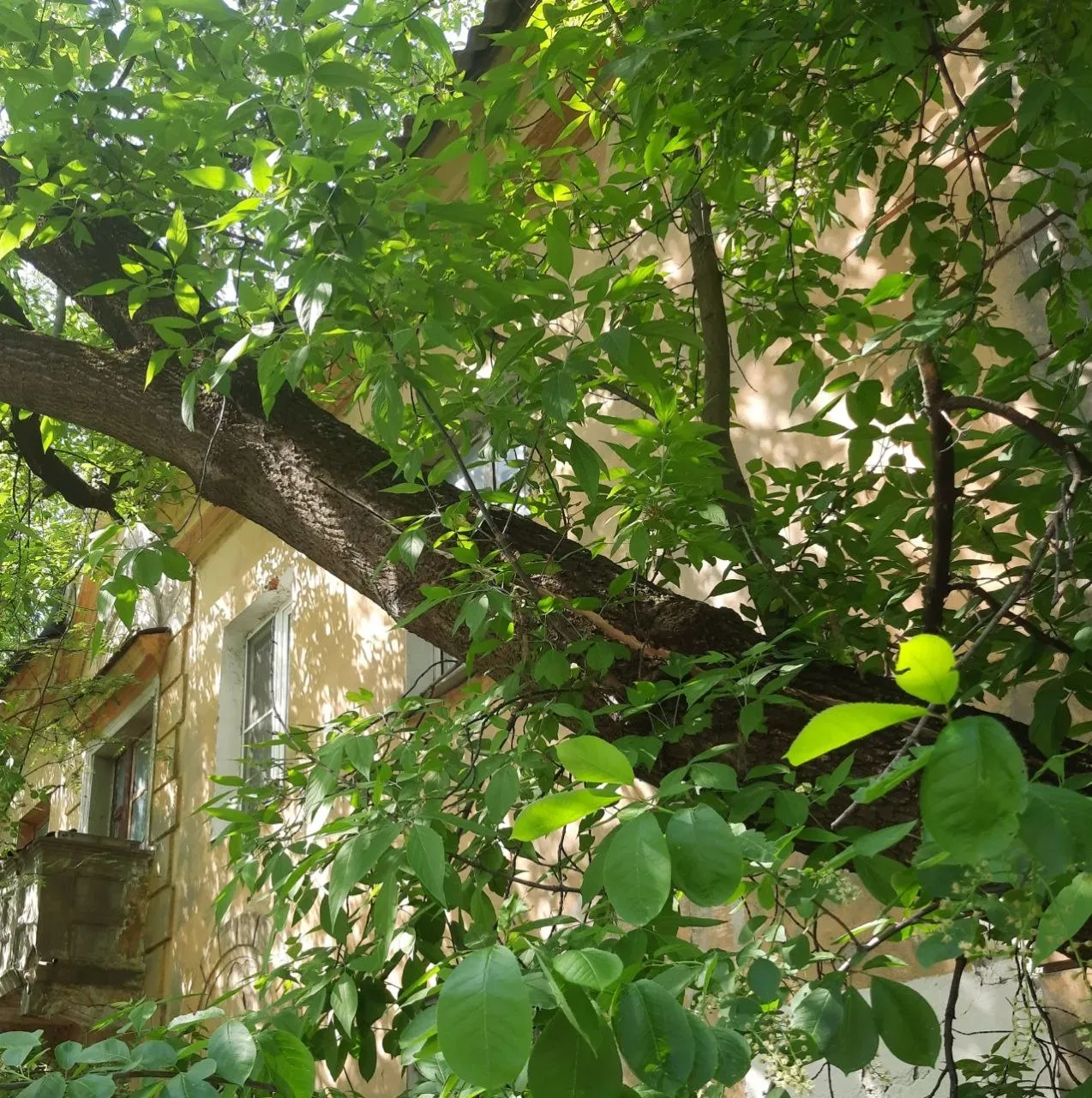 Улица Фрунзе, д.8. В последнюю непогоду треснул ствол большого дерева. Ствол нависает над пешеходной