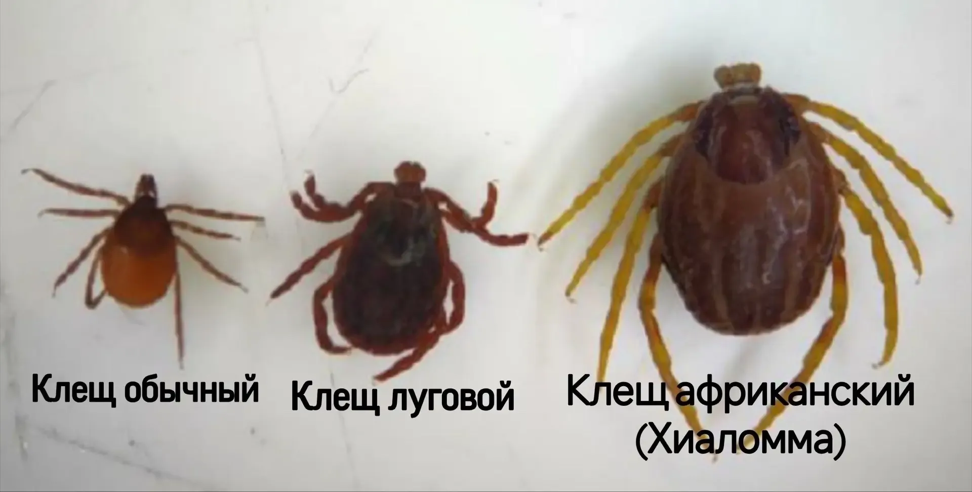 🤯Агрессивные и быстрые клещи-мутанты рода Хиаломма, которые преследуют свою жертву, появились в Росс