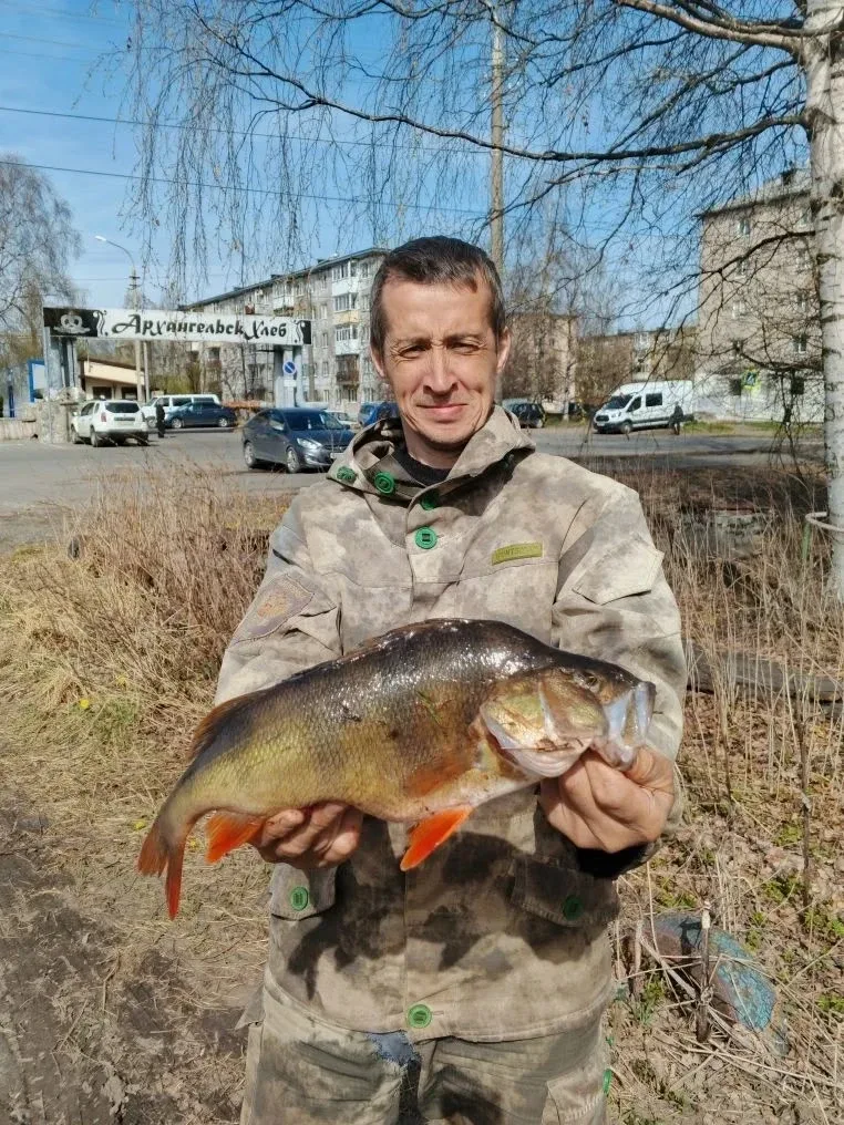 Вот это улов от подписчика! 🔥🎣  Ставь 👍, если больше 1кг окунь.