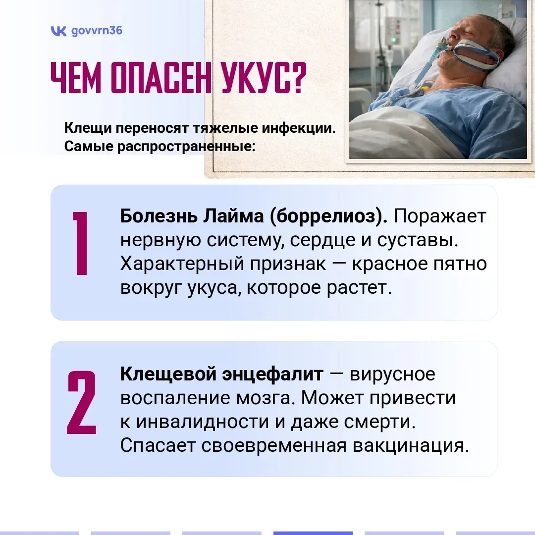 Нововоронеж | пос.Колодезный | Воронеж🏡  В регионе начался сезон активности клещей. Эти членистоноги