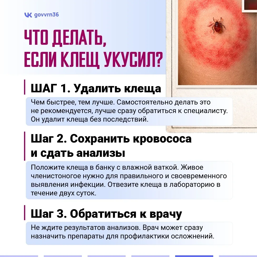Нововоронеж | пос.Колодезный | Воронеж🏡  В регионе начался сезон активности клещей. Эти членистоноги