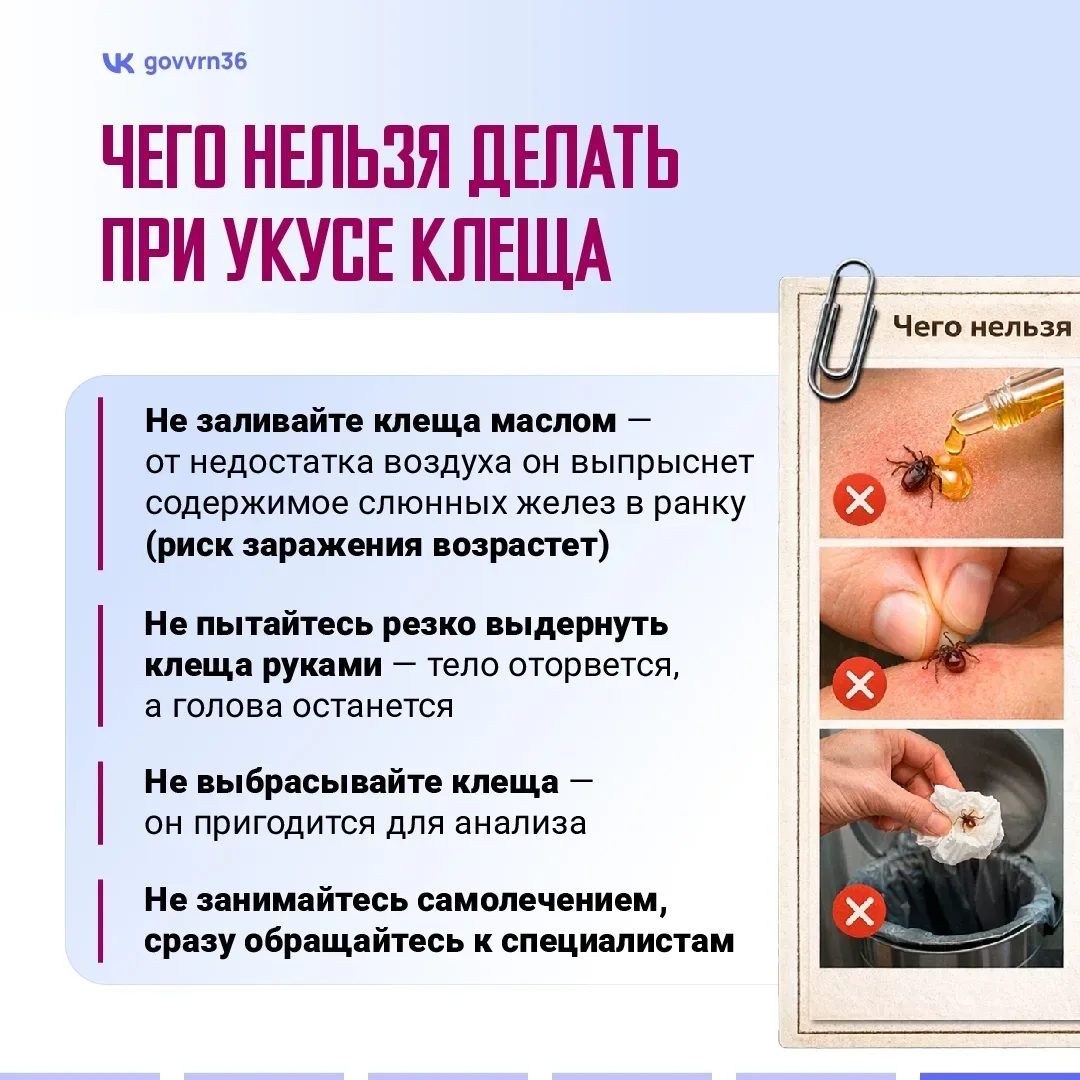 Нововоронеж | пос.Колодезный | Воронеж🏡  В регионе начался сезон активности клещей. Эти членистоноги