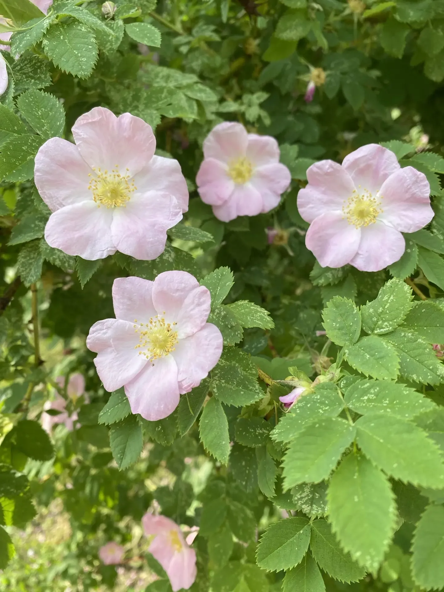 Красота вокруг 🌸