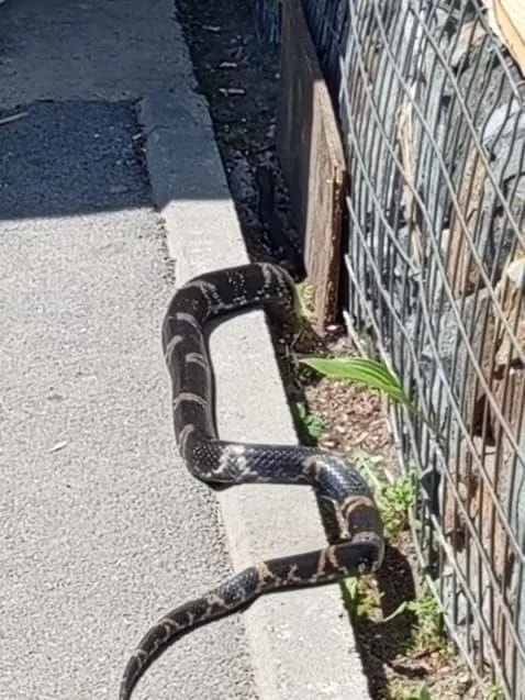 🐍Во Владивостоке на Успенского Амурский полоз поселился в жилой дом   Уже несколько дней жильцы дома