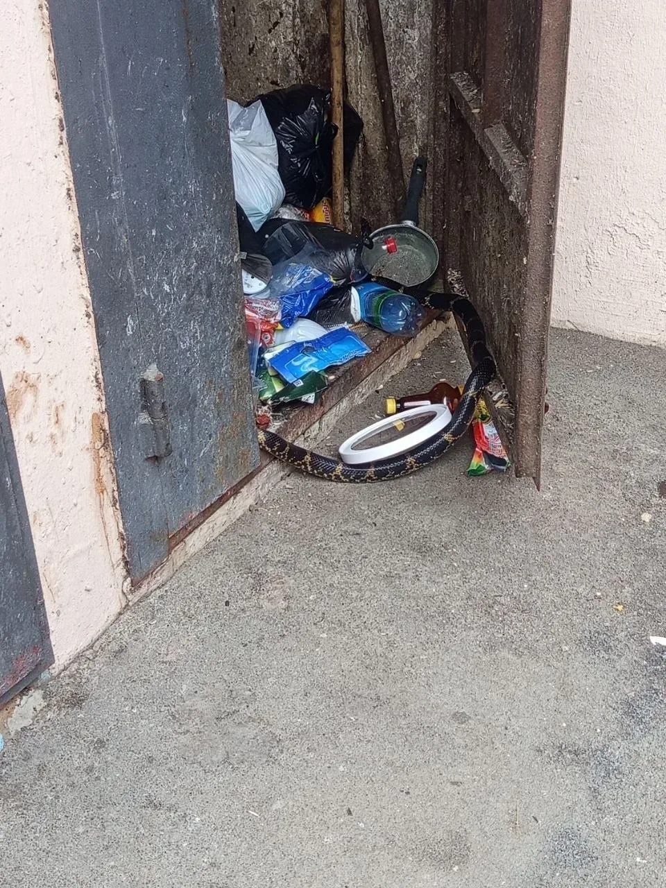 🐍Во Владивостоке на Успенского Амурский полоз поселился в жилой дом   Уже несколько дней жильцы дома
