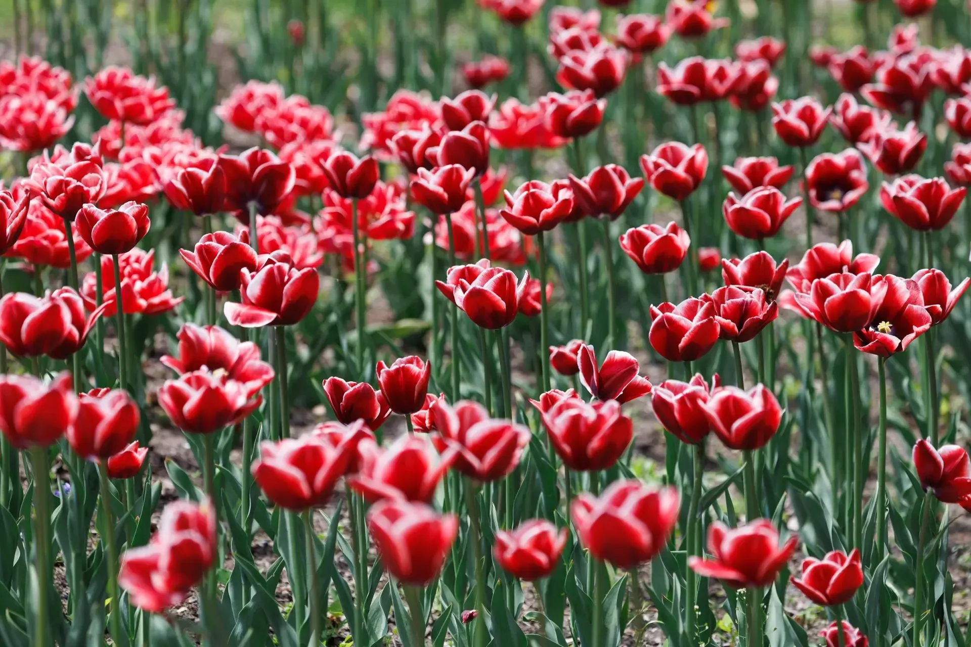 🌷Во Владивостоке в Ботаническом саду в самом разгаре сезон цветения тюльпанов  В Ботаническом саду в