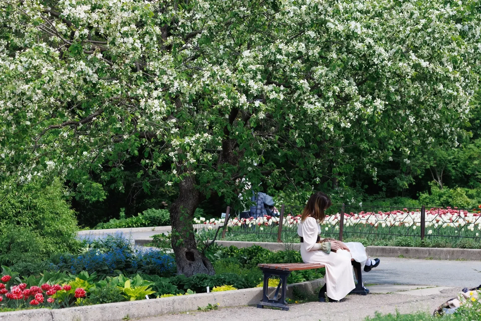 🌷Во Владивостоке в Ботаническом саду в самом разгаре сезон цветения тюльпанов  В Ботаническом саду в