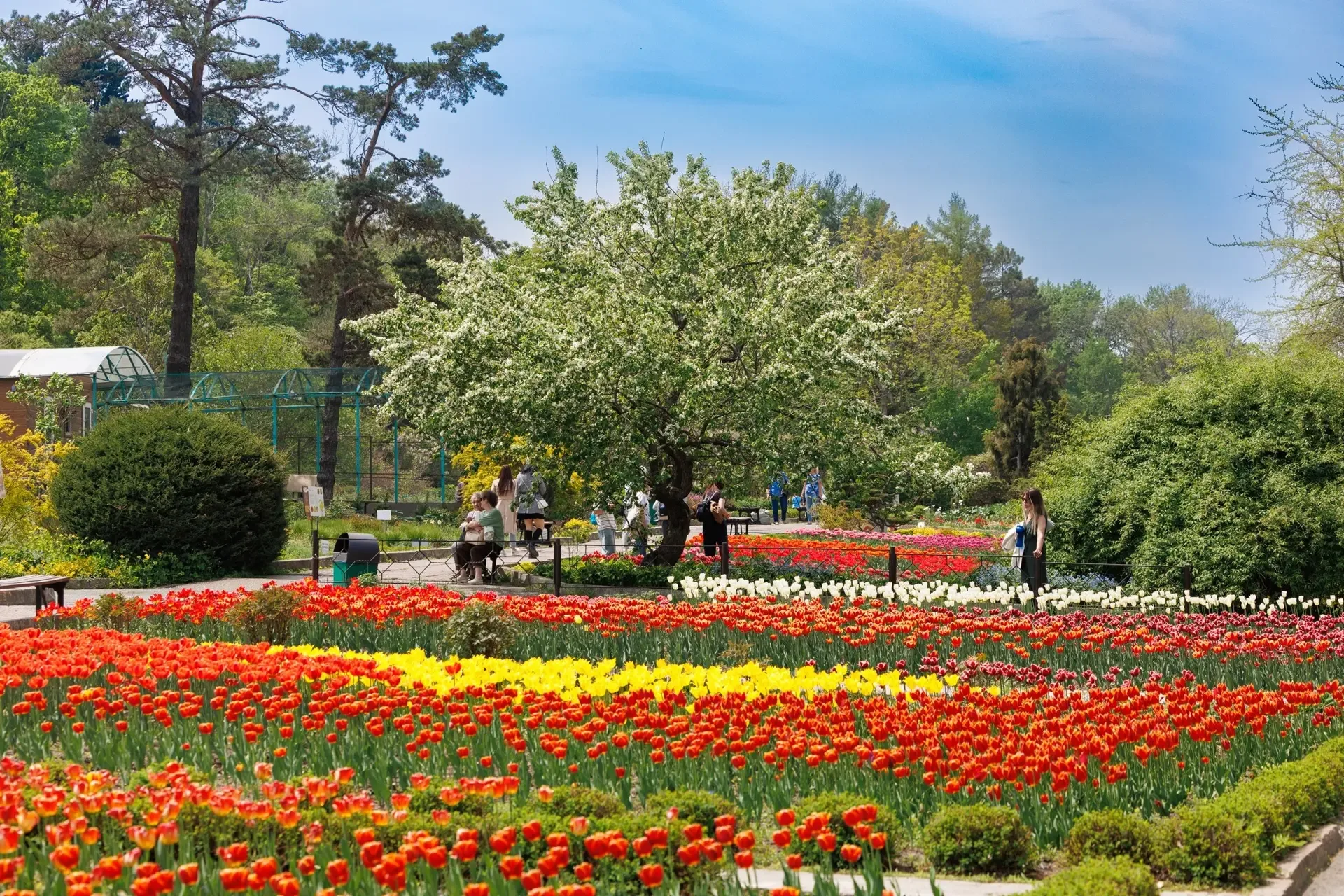 🌷Во Владивостоке в Ботаническом саду в самом разгаре сезон цветения тюльпанов  В Ботаническом саду в