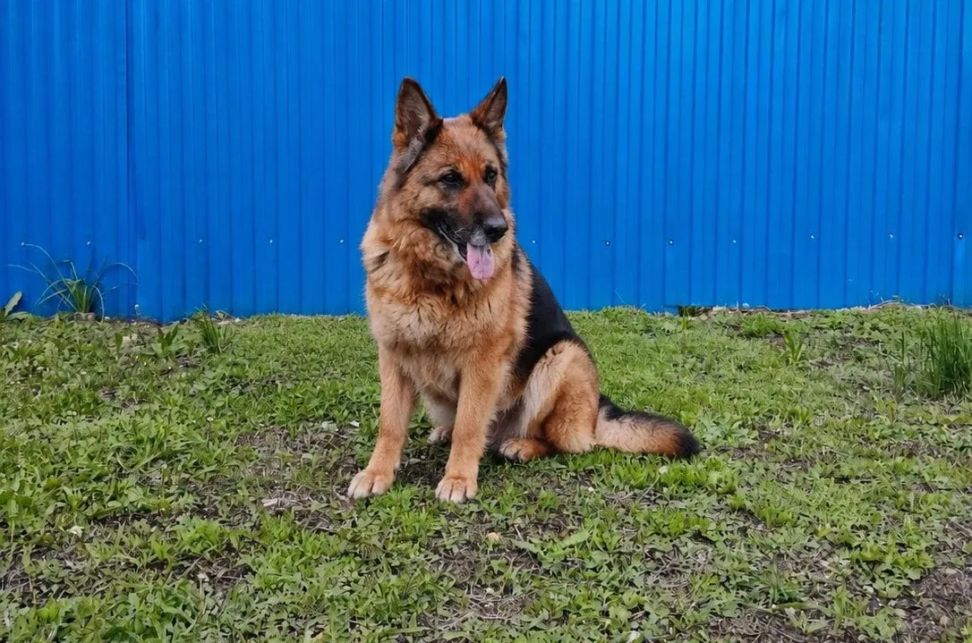 ❗️В УФСИН России по Самарской области проводили на пенсию служебных собак  🐕Шестнадцать служебных со
