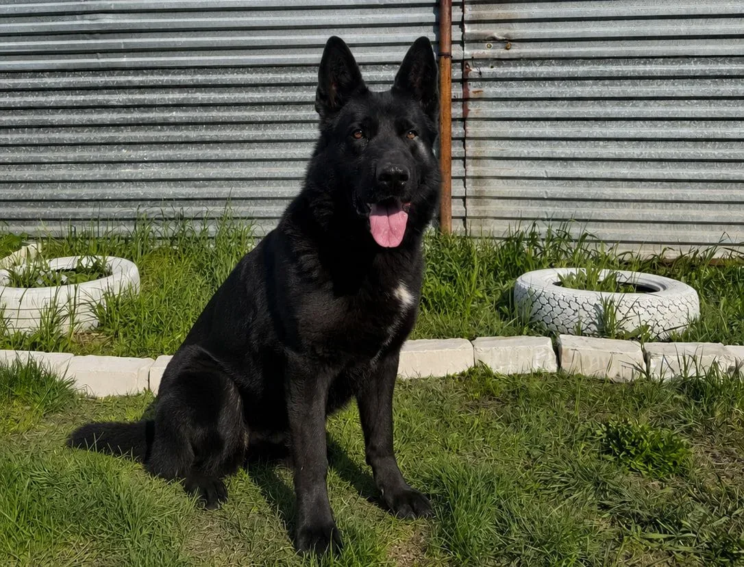 ❗️В УФСИН России по Самарской области проводили на пенсию служебных собак  🐕Шестнадцать служебных со